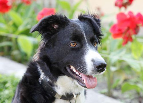 Der Hundesportverein Nüziders startet morgen in die Frühjahrssaison.  mez