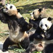 Milliardenhilfe für Pandas