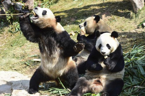 Der Riesenpanda ist eine bedrohte Tierart. Nun soll ein Schutzgebiet entstehen.  AP