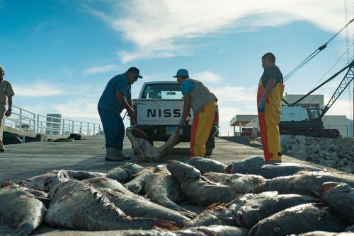 Die Totoaba wird wegen ihrer Schwimmblase gejagt, die in China als angebliches Aphrodisiakum heiß begehrt ist.  AFP