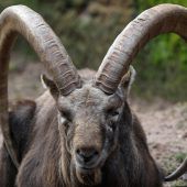 Wild auf Abschussliste