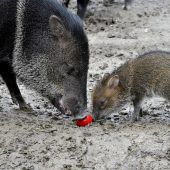 Tierisches Vergnügen
