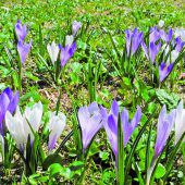 Der Frühlingsbote unserer Bergwiesen