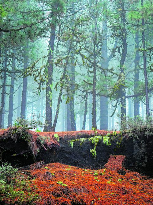 Mystische Nebelwälder säumen die Kanaren und bieten für Wanderer oft eine willkommene Pause von der Sonne. shutterstock (5)