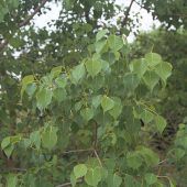 Chinesische Talgbäume erobern US-Wälder