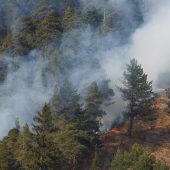 Ein Hektar Wald in Flammen