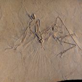 Nicht nur passiver Gleiter: Urvogel Archaeopteryx konnte fliegen