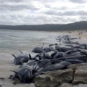 Mehr als 150 Wale an Australiens Westküste gestrandet