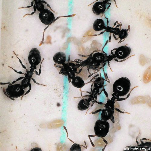 Wissenschafter zeigen auf, welche Rolle die Gene bei der Steuerung des Verhaltens von Ameisen spielen.  APA