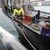 Jagd auf Finnwale startet im Sommer