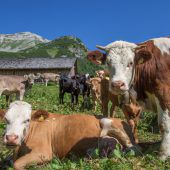 Ein Kalb pro Landwirt