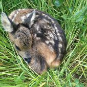 Kitzretter schützt Bambis vor Mähtod