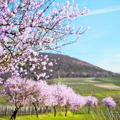 Mandelblüte in der Pfalz