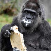 Affengeburtstag im Zoo