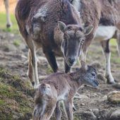 Babyboom am Pfänder
