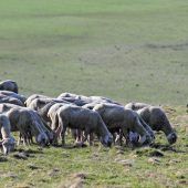 Ein Herdenbrief