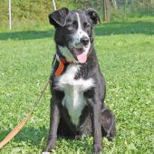 Ein Hund, der nur in der Küche lebte