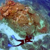 Millionen für Great Barrier Reef
