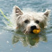 Morgens und abends dürfen Hunde baden