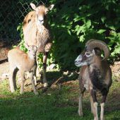 Nachwuchsfreuden im Feldkircher Wildpark