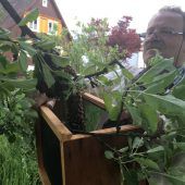 Im Mai schwärmen die Bienenvölker aus