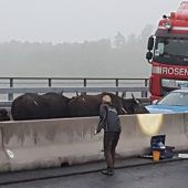 Entlaufene Wasserbüffel legen Verkehr auf Autobahn lahm