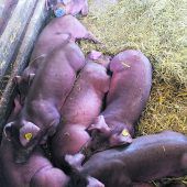 Gesunde Vielfalt und Einsatz fürs Tierwohl