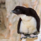 Flauschiges Federknäuel
