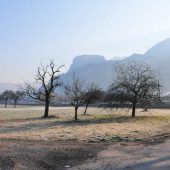 Wiese wirdversteigert