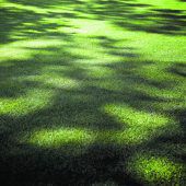 Schatten von Nachbars Bäumen