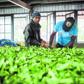 Ceylon Tee direkt aus der Fabrik