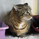 Katze Lotte ist sehr sensibel