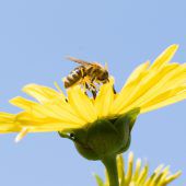 Die Folgen des Insektensterbens