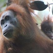 Gefahr für Orang-Utans