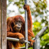 Ältester Orang-Utan gestorben