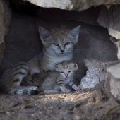 Niedliche Sandkatzen