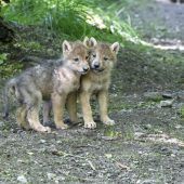 Kuscheln fürs Foto