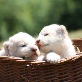 Süße Löwenbabys