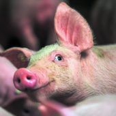 „Astronautennahrung“ für Kühe und Schweine schont Umwelt