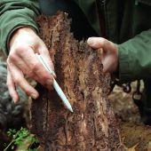 Der Borkenkäfer zerfrisst unser Wälder
