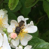 Exkursion: Ein Wildbienengarten in der Schule