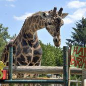 Ältester Giraffenbulle Europas feiert in Schönbrunn Geburtstag