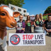 Neos-Anfrage zu den Kälbertransporten