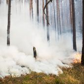 Weltweiter Kampf gegen das Feuer