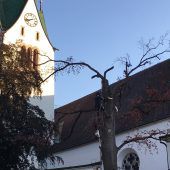 Kranke Bäume beim Feldkircher Dom gefällt