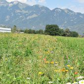 Zusätzliche Blüh-Flächen im Weitried in Rankweil