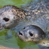 Im Wasser daheim