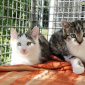 Katzennachwuchs und vier Hunde