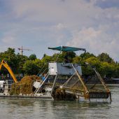 Die Seekuh ist wieder los
