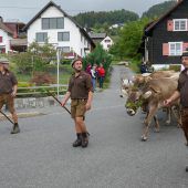 Kühe kehren ins „Kriasi-Dorf“ zurück